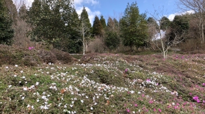 芝桜1