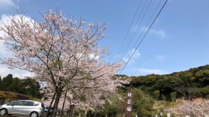 桜2