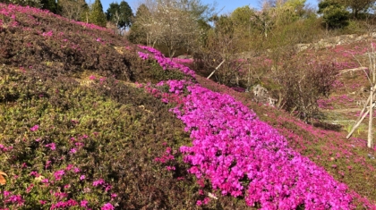 芝桜3