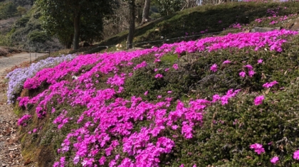 芝桜2