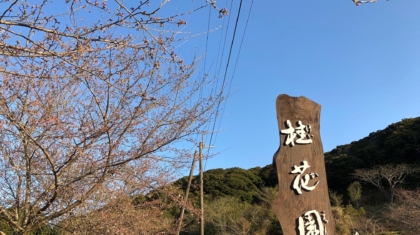 sakura