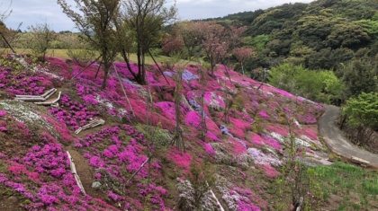 芝桜5