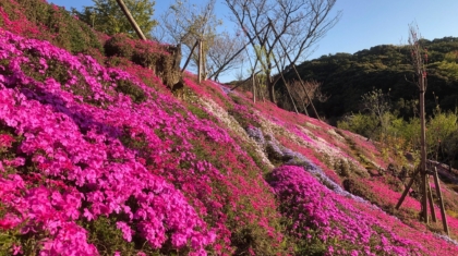 芝桜4