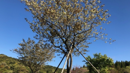 黄桜