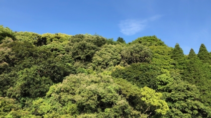 新緑