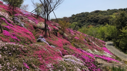 芝桜20200408