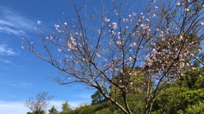 サクラ