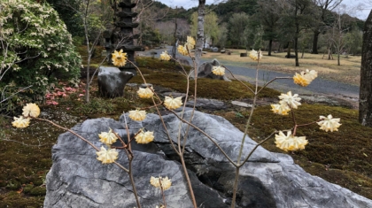 ミツマタ