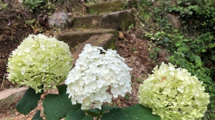 アナベル