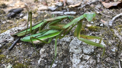 カマキリ