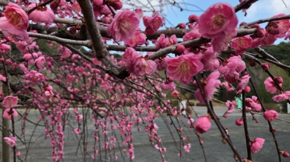 梅