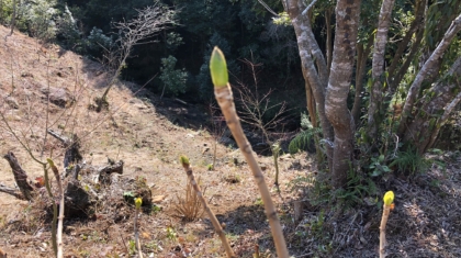 冬眠挿し