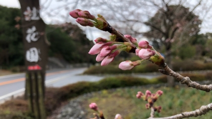 桜3.21