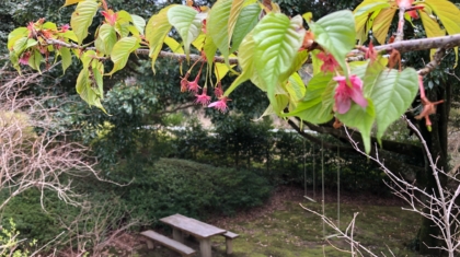 河津桜