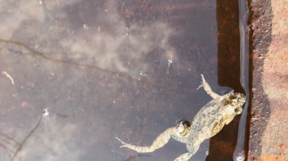 カエル