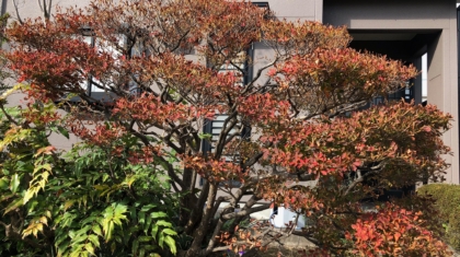 ドウダンツツジ