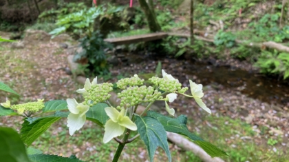 沢あじさい