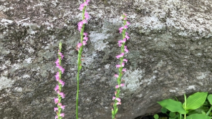 ねじ花