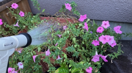 水やり