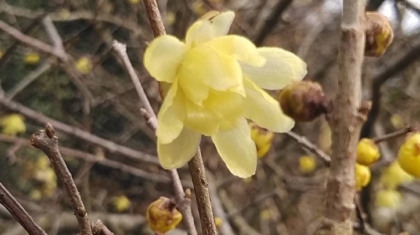 蝋梅