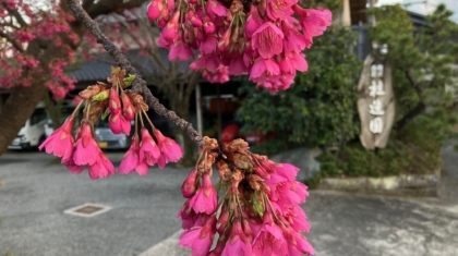 ヒカン桜