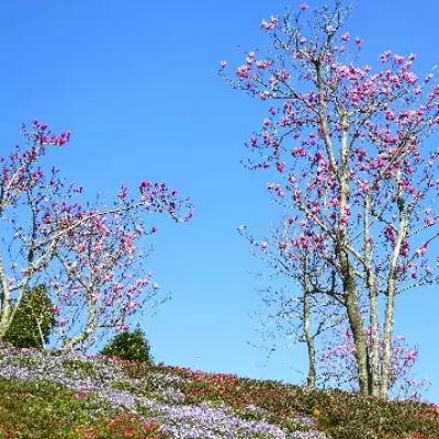 image12