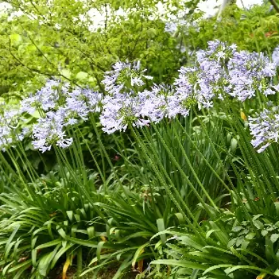 image17
