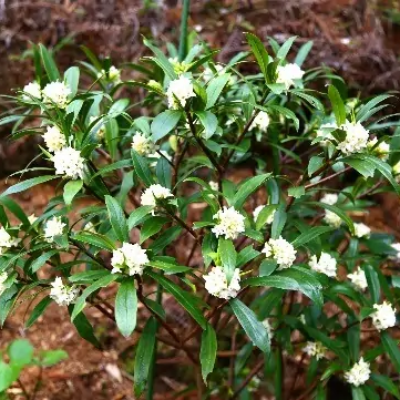 image18