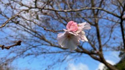 秋桜