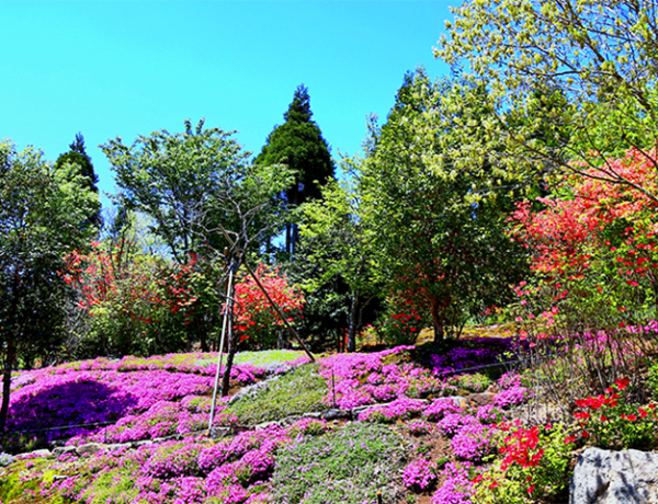 トップページ 癒しろの杜 桂花園