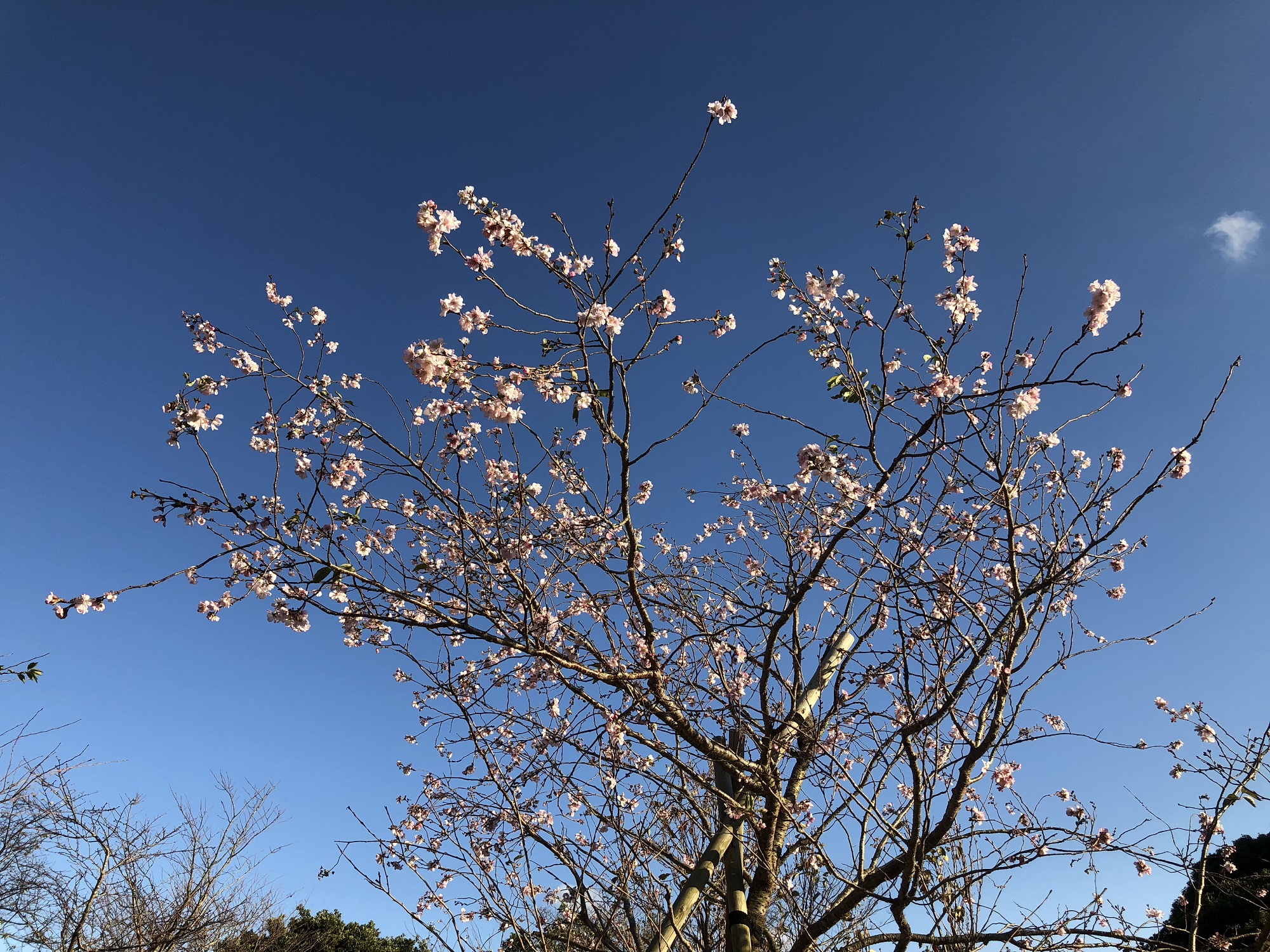 彼岸桜が今年も咲きました。