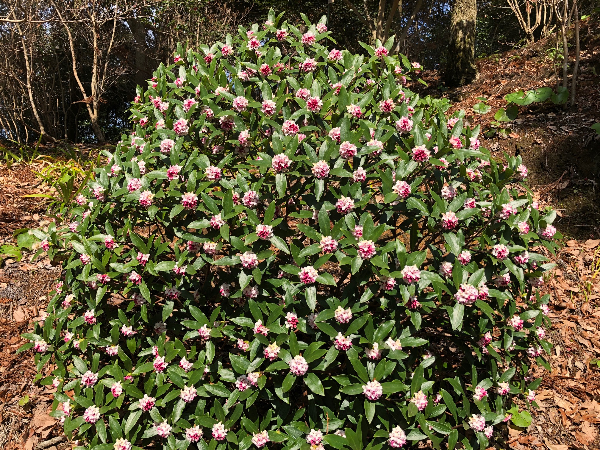 沈丁花の香り 癒しろの杜 桂花園