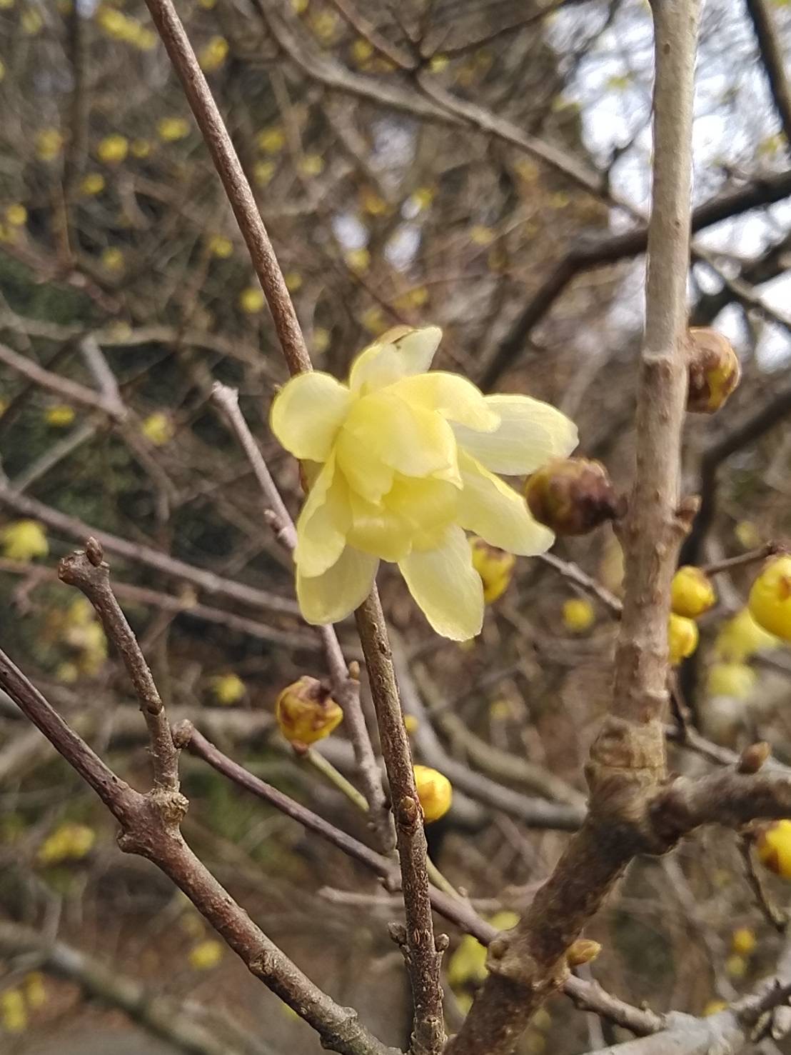 蝋梅の香り