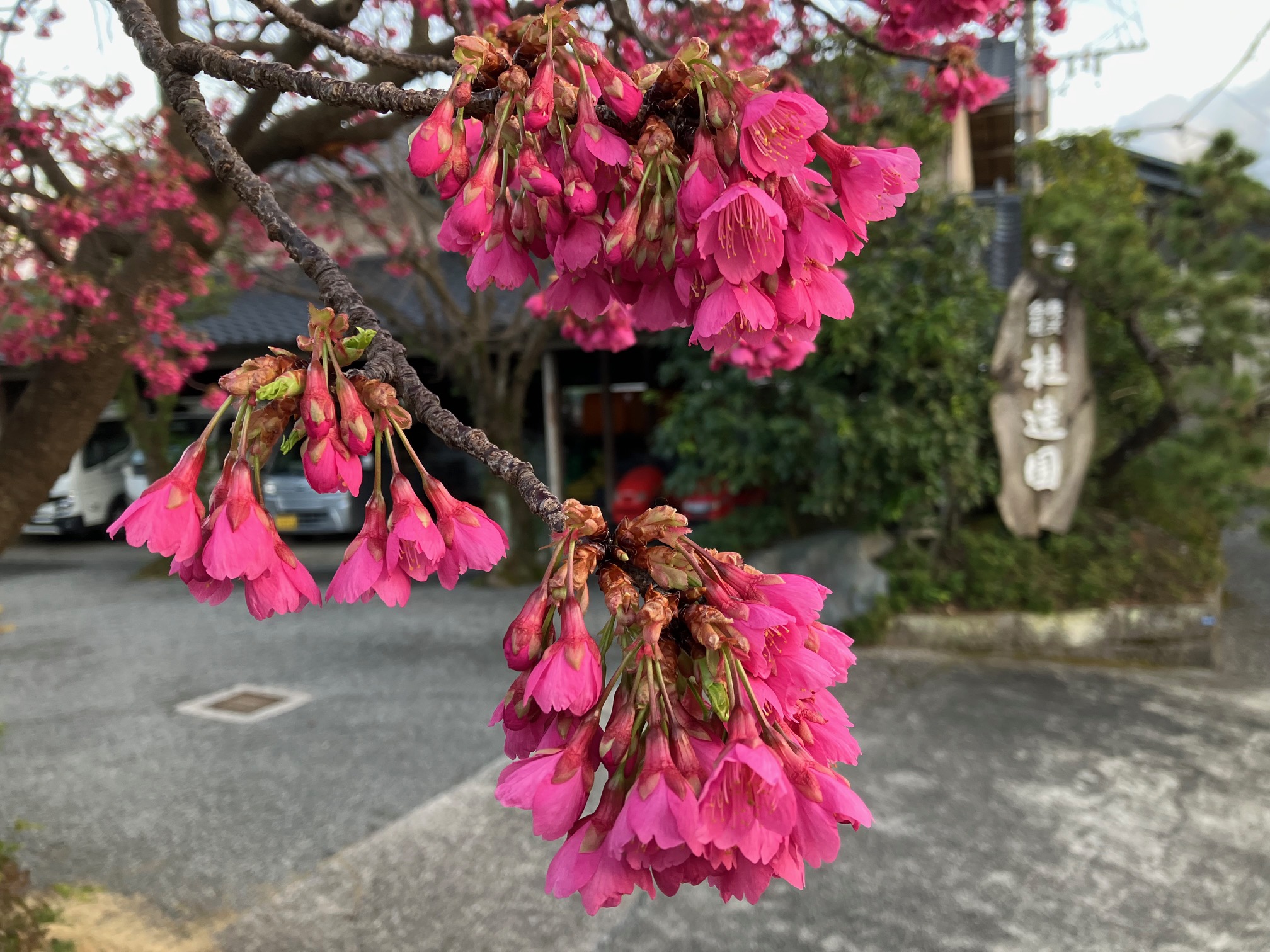 寒緋桜と緋寒桜